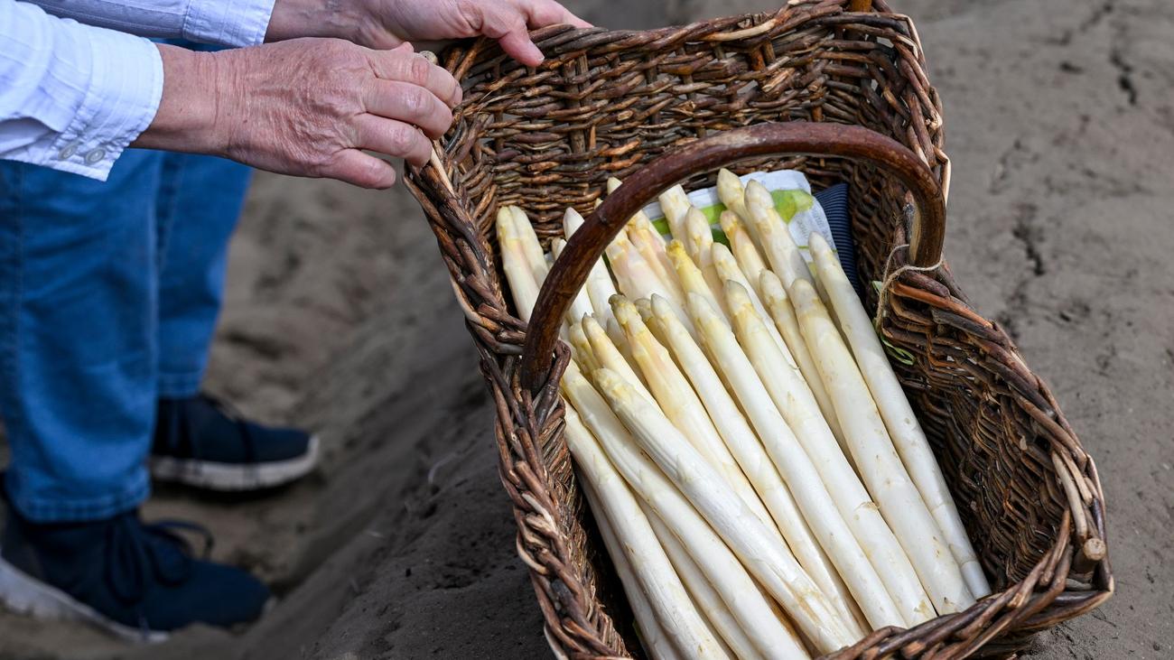 Edelgemüse: Gemüseernte für Ostern: Die Spargelsaison wird eröffnet