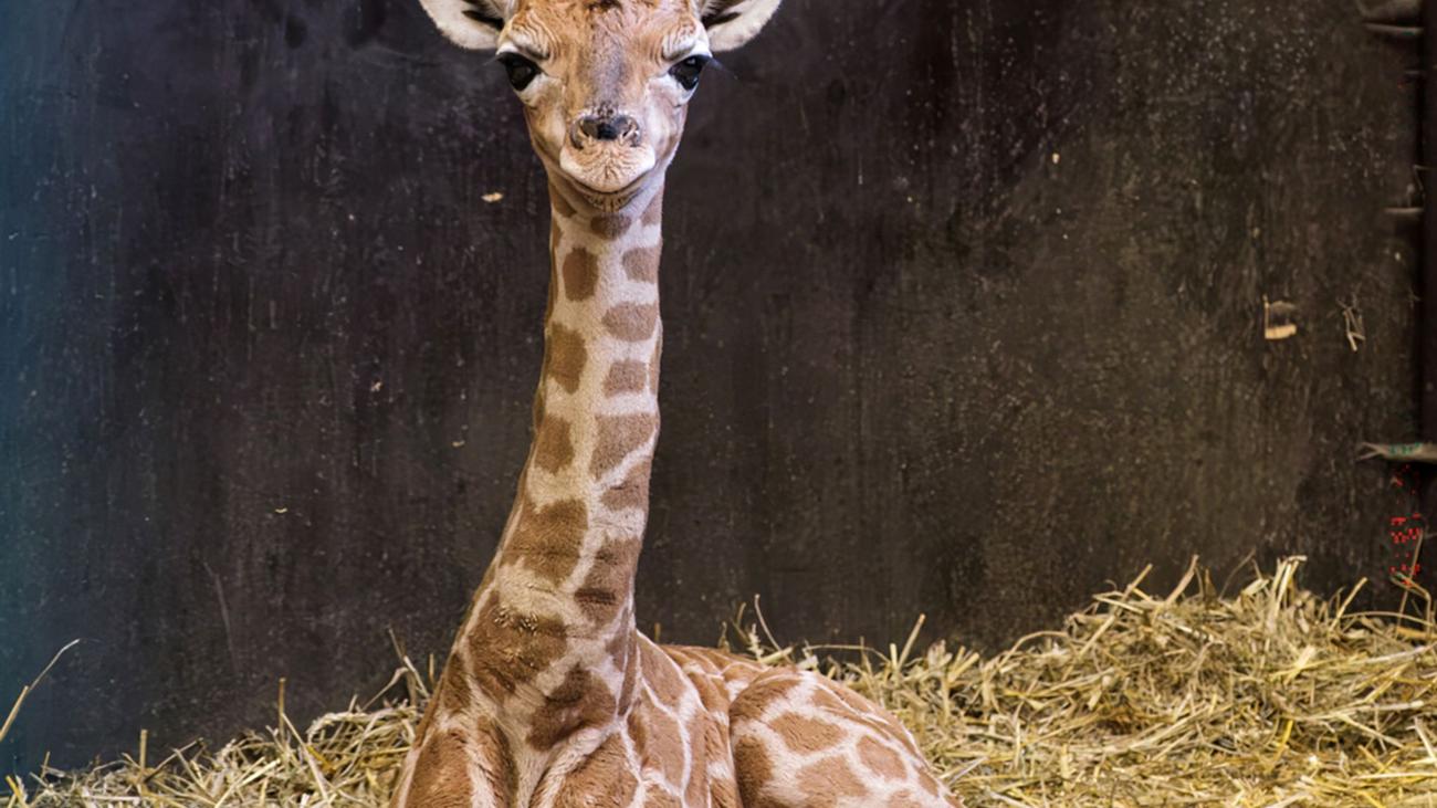 Giraffennachwuchs: Giraffenbaby Kato im Schweriner Zoo geboren