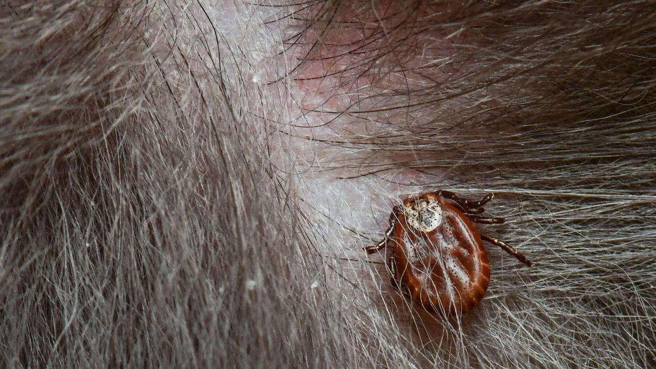 Wiesenzecken: Hundemalaria breitet sich aus - Landkreis warnt vor Zecken