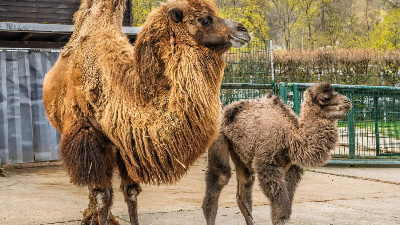 Zootiere: Kamelfohlen Chuck im Opel-Zoo geboren