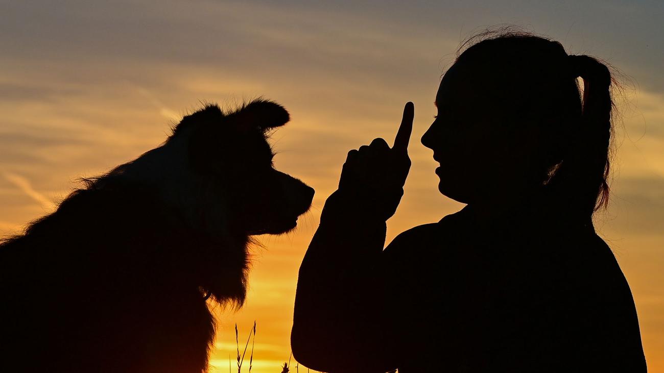 Statistik: Mehr Hunde in Sachsen-Anhalt - weniger Beißvorfälle