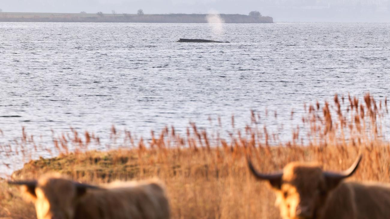 Gestrandeter Buckelwal: Vorbereitungen zur Bergung des Wals laufen an