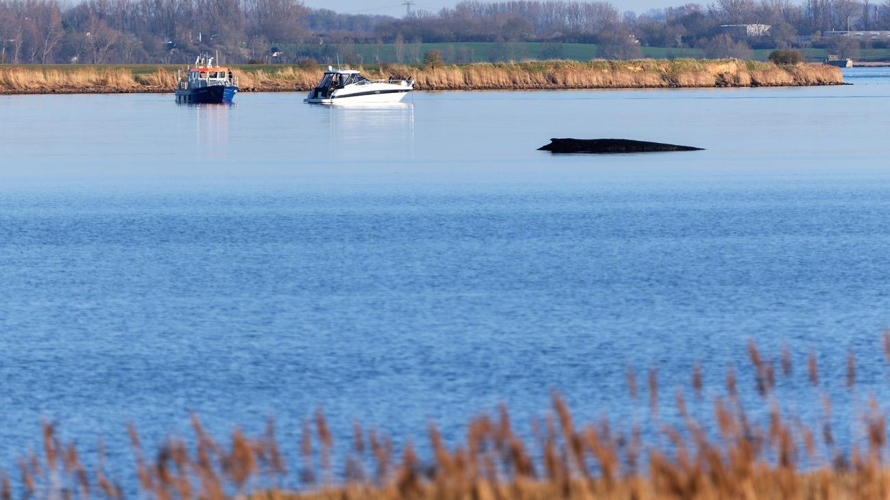 Gestrandeter Buckelwal: Wal liegt weiter fest - Keine Rettungsversuche mehr