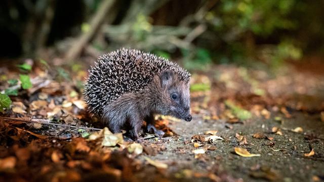 Wildtiere: Bei Wildtierfund: Ruhe bewahren und aus Distanz beobachten