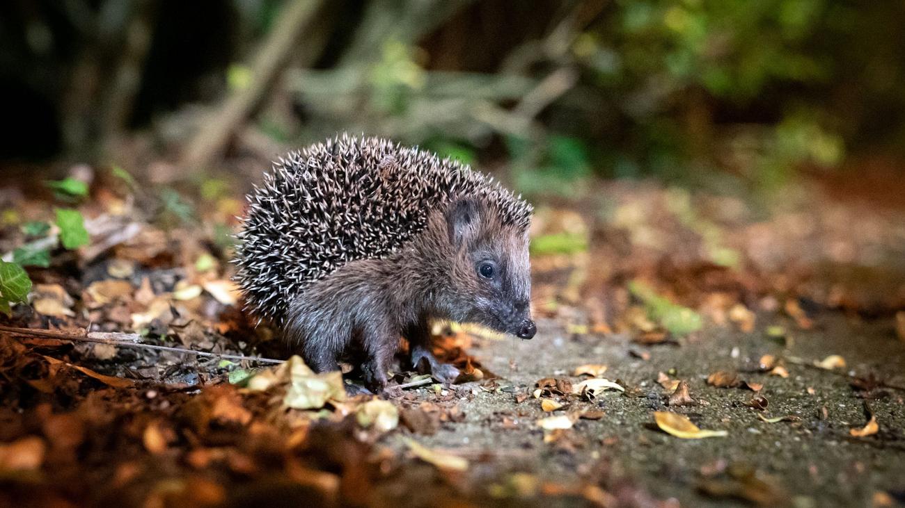 Wildtiere: Bei Wildtierfund: Ruhe bewahren und aus Distanz beobachten