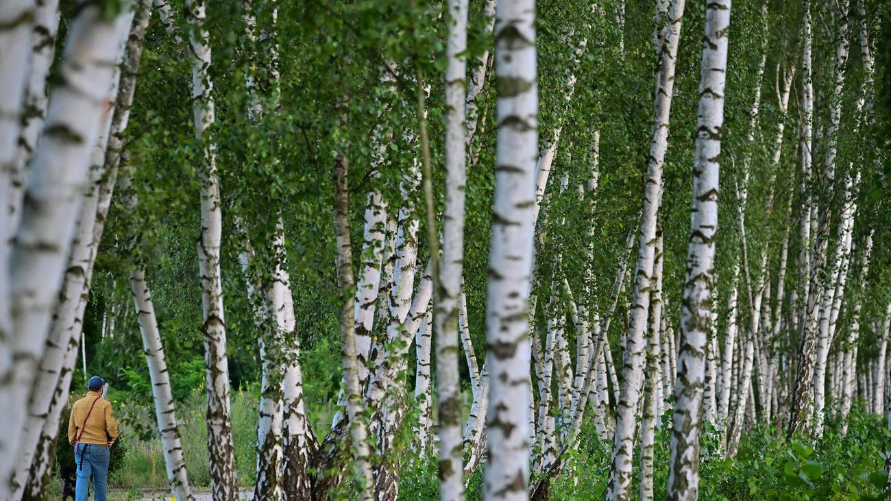 Heuschnupfenzeit: Birkenpollen können Allergikern an Ostern Beschwerden machen