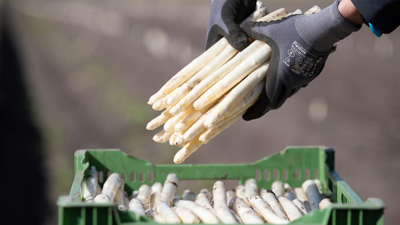 Spargelbauern in Startlöchern: Erster Spargel aus der Region wird zu Ostern gestochen