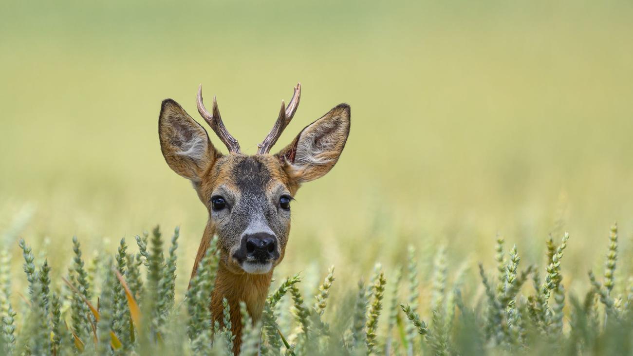 Umwelt: Ist jedes wilde Tier rechtlich ein Wildtier?