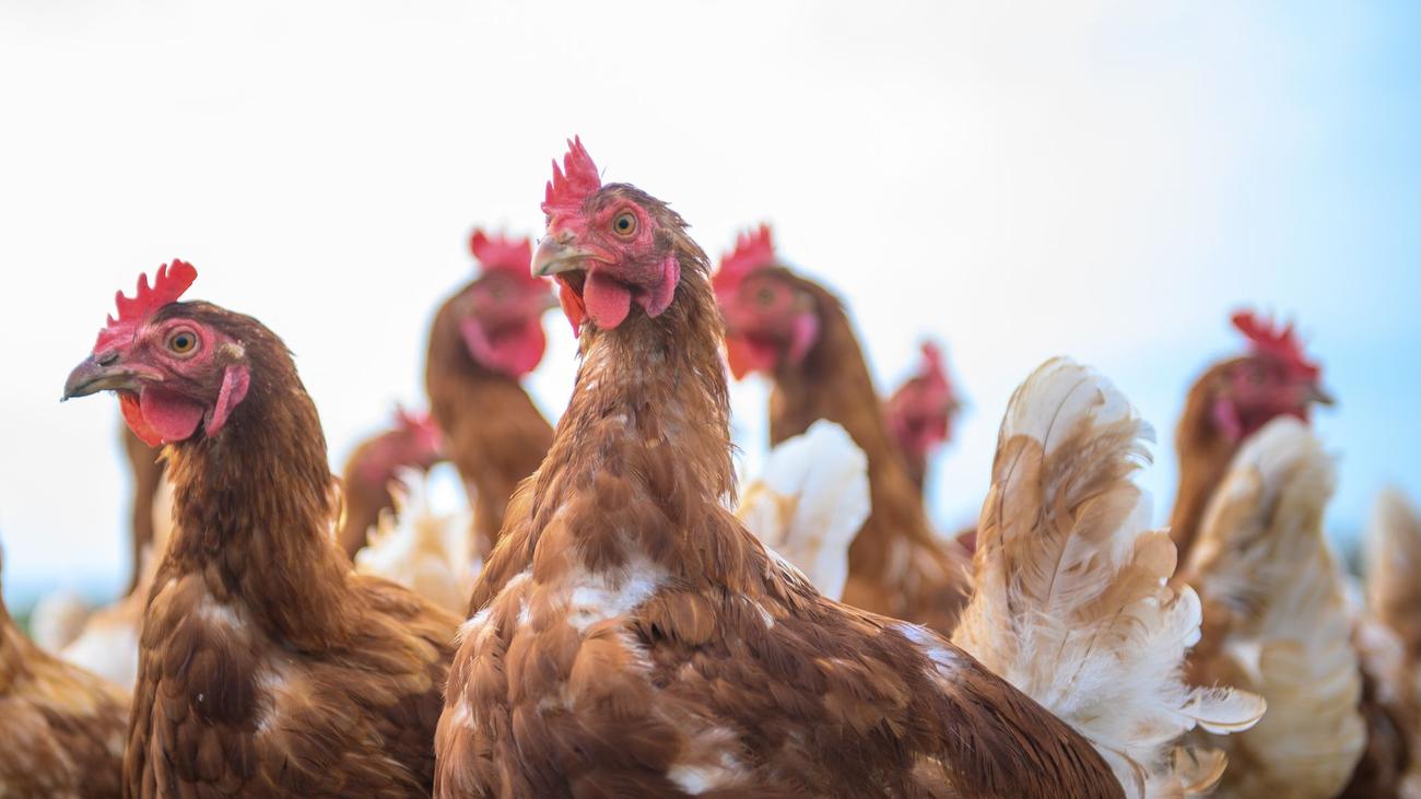 Vogelgrippe: Landkreis Leer hebt Geflügelpest-Überwachungszone auf
