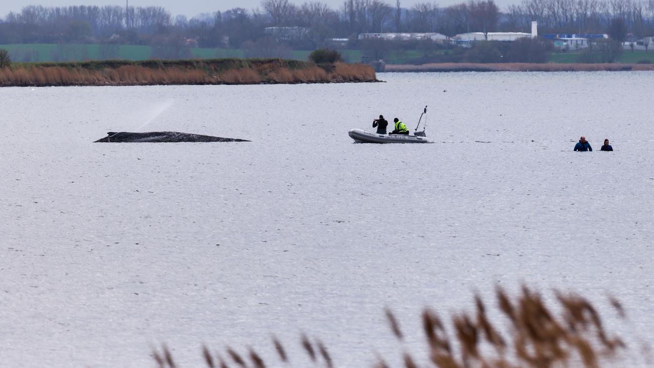 Gestrandeter Wal: Minister Backhaus verurteilt Morddrohungen nach Wal-Einsatz
