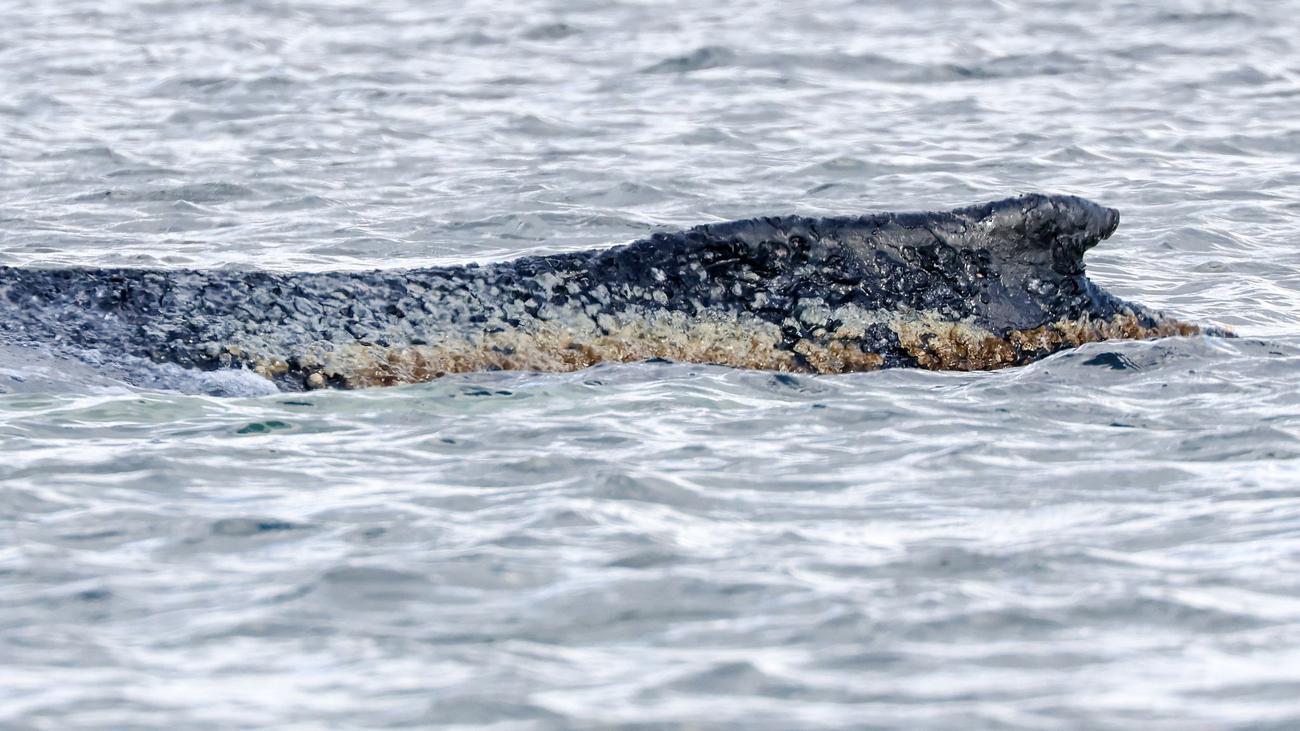 Gestrandeter Buckelwal: Wal noch am Leben – Zustand unverändert