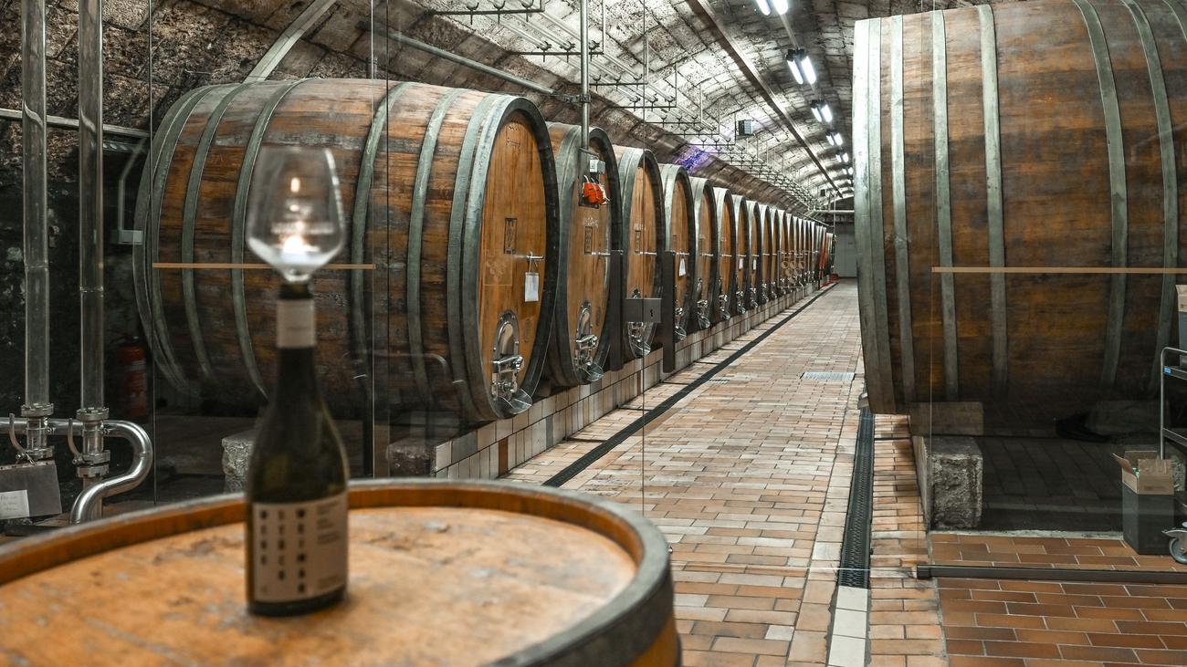 Weinbau: Winzer an Saale und Unstrut besser als der Bundestrend