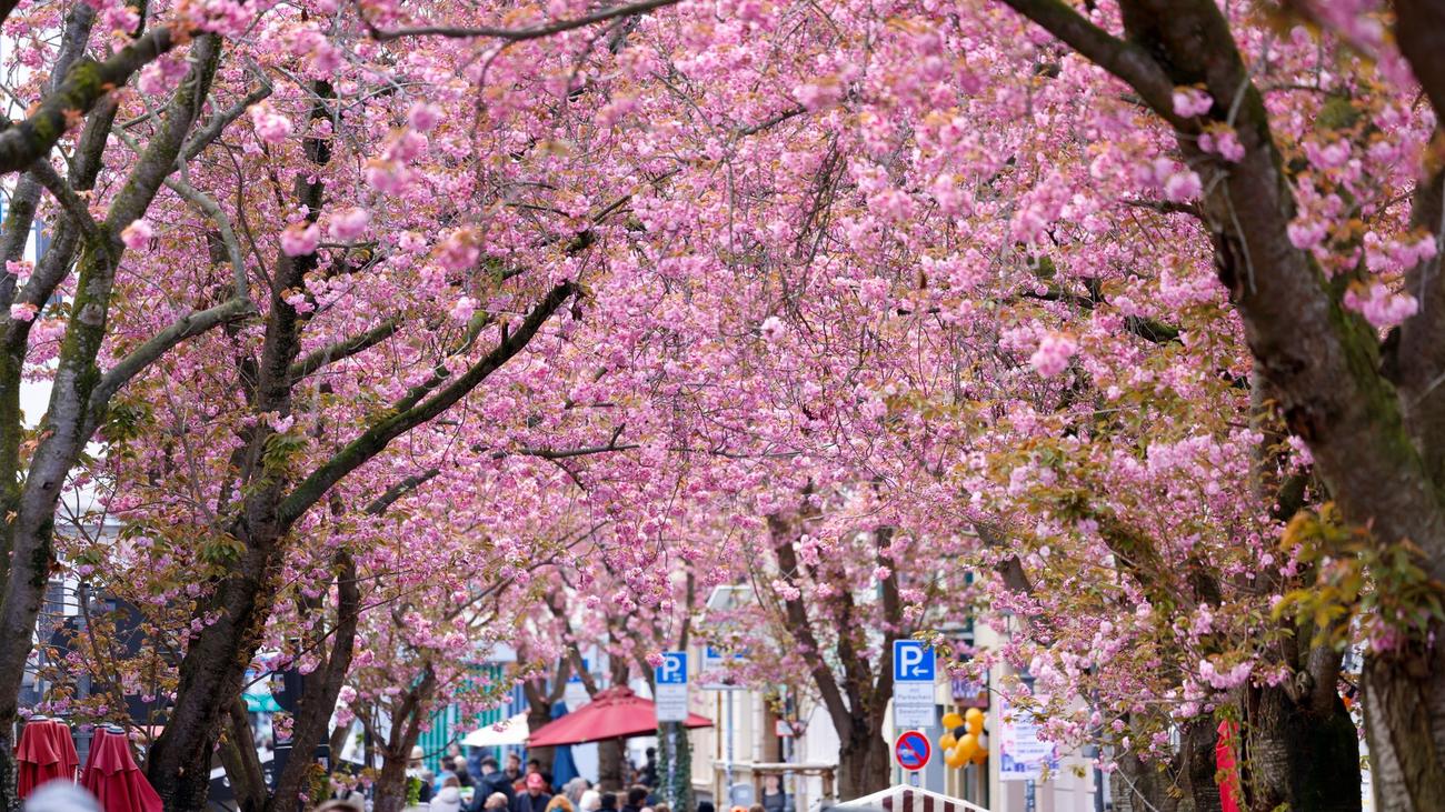 Naturspektakel: Bonner Kirschblüten blühen zum Osterwochenende