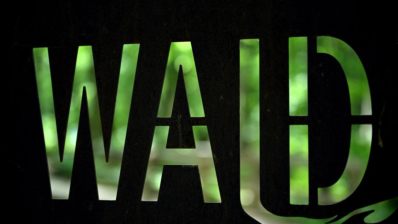 Bauen in Waldnähe: CDU will Mindestabstand für Bauten am Wald wieder senken