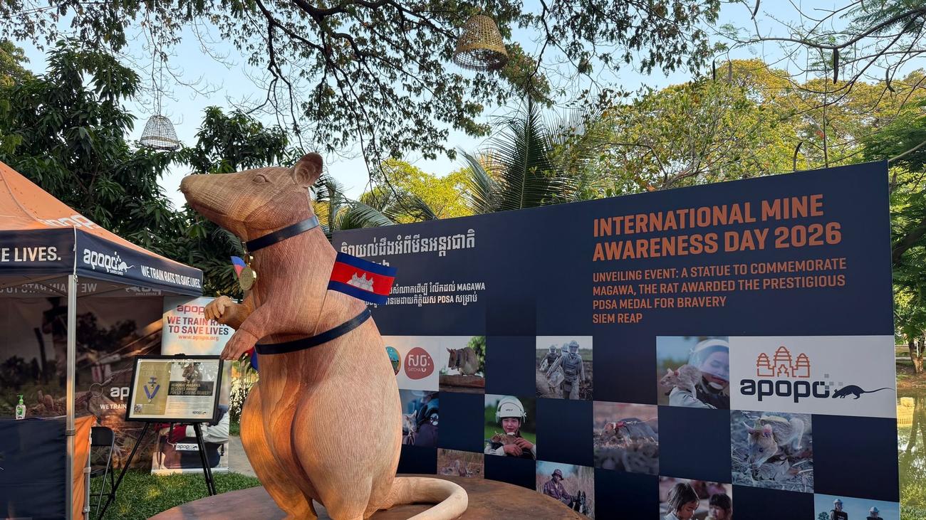 Statue in Kambodscha enthüllt: Denkmal für eine Ratte: Minenheld Magawa wird zur Legende