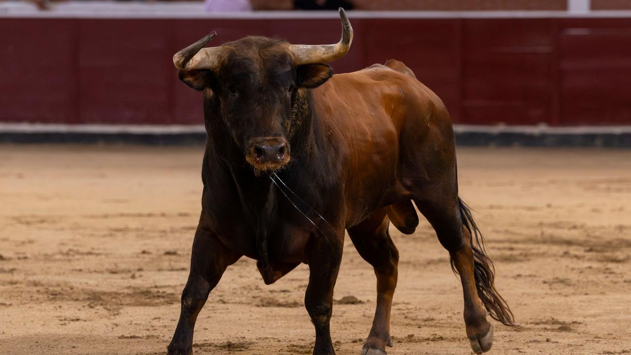 Umstrittene Tradition: Kampfstier tötet Arena-Mitarbeiter in Spanien