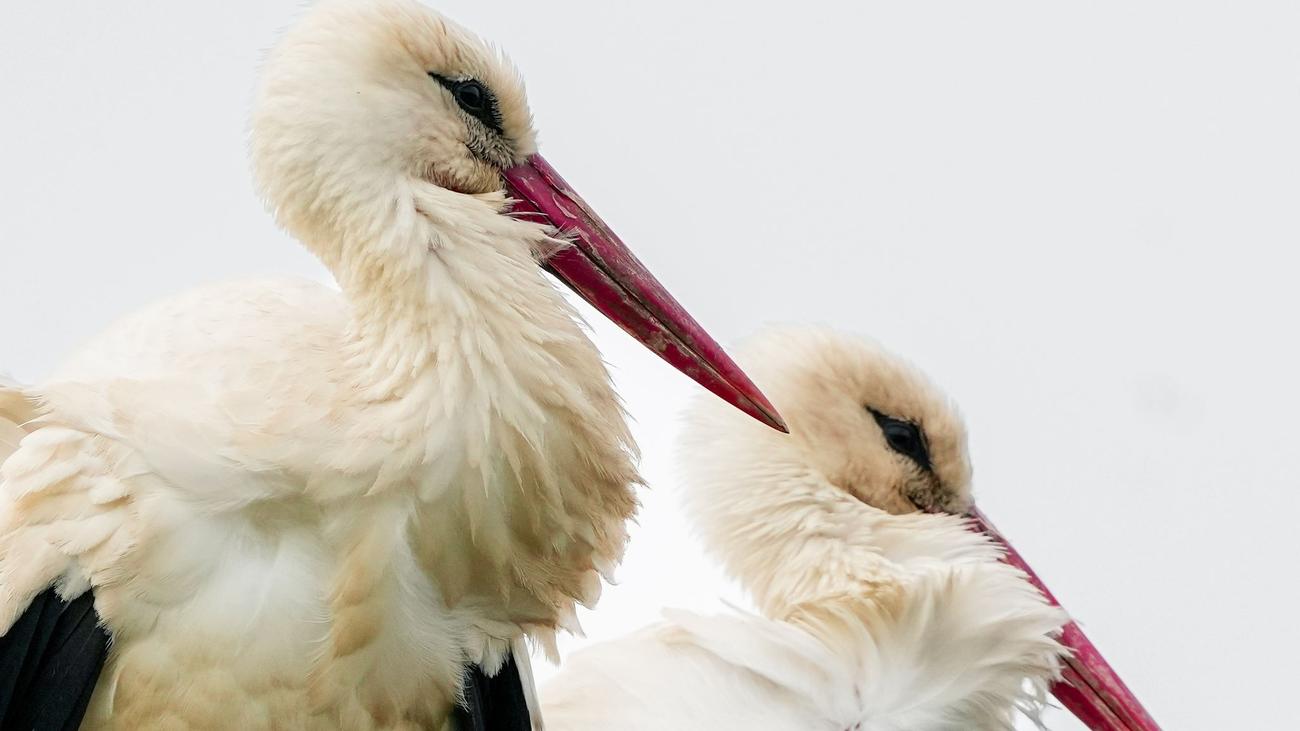 Storchendorf: Naturschutz: Storchenschmiede startet in die Saison