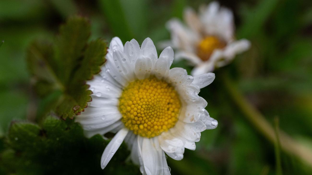 Wettervorhersage: Schirm oder Sonnenbrille? So wird das Wetter zu Ostern