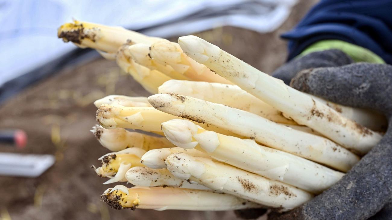 Wetter bremst Saisonstart: So viel kostet Spargel zu Ostern