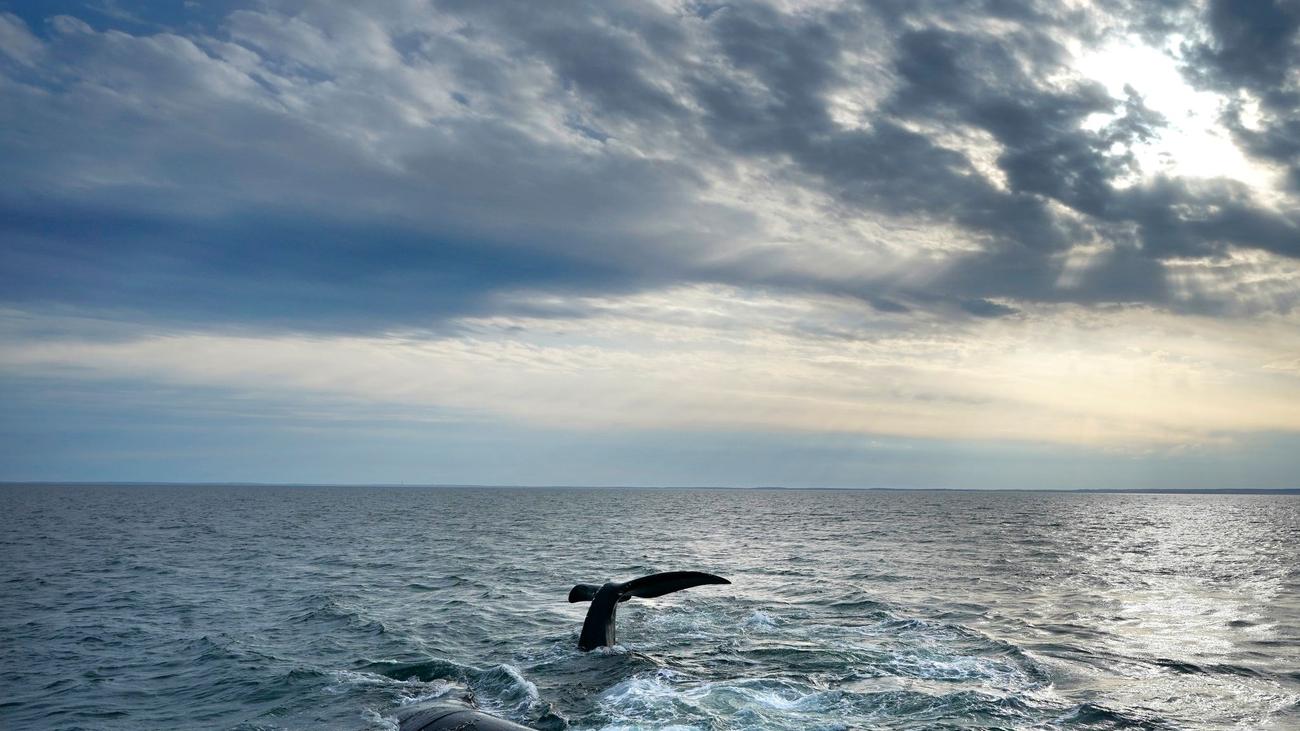 Schutz der Meere: UN: Ein Zehntel der Ozeane steht nun unter Schutz