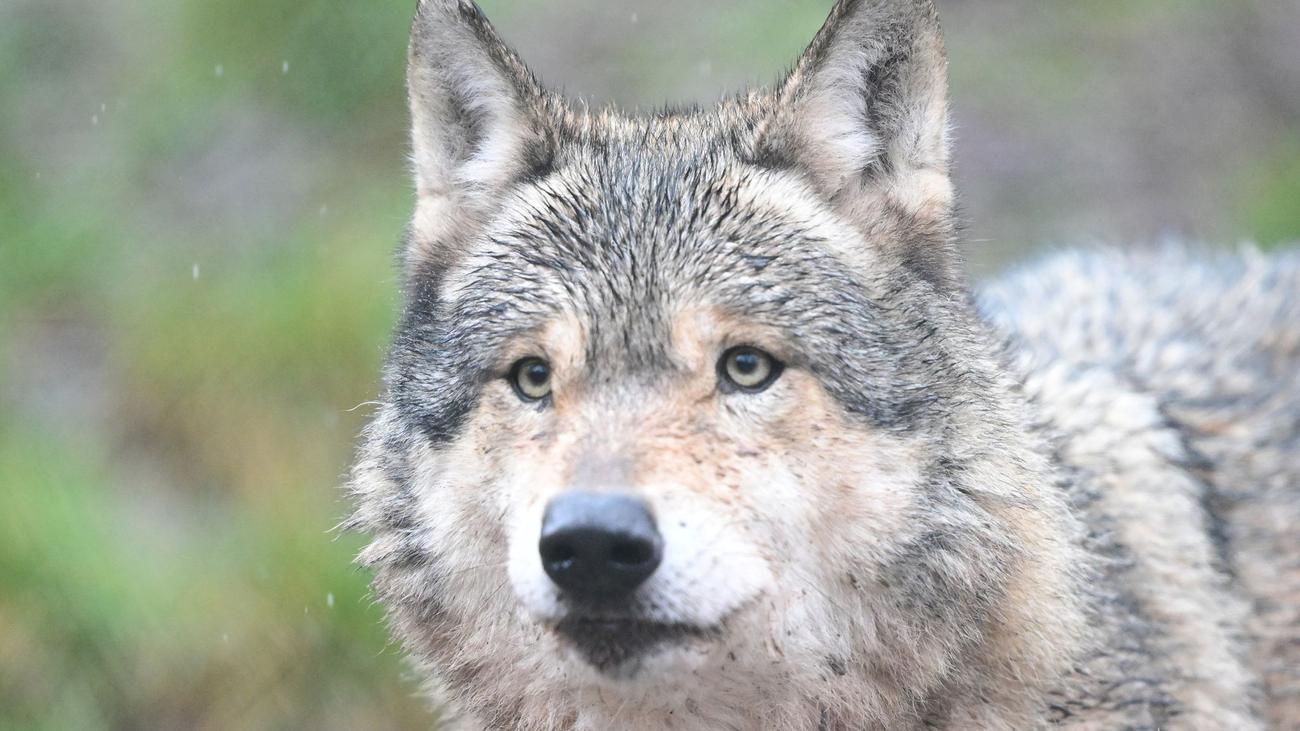 Tiere: Bislang drei tote Wölfe in diesem Jahr in Sachsen-Anhalt