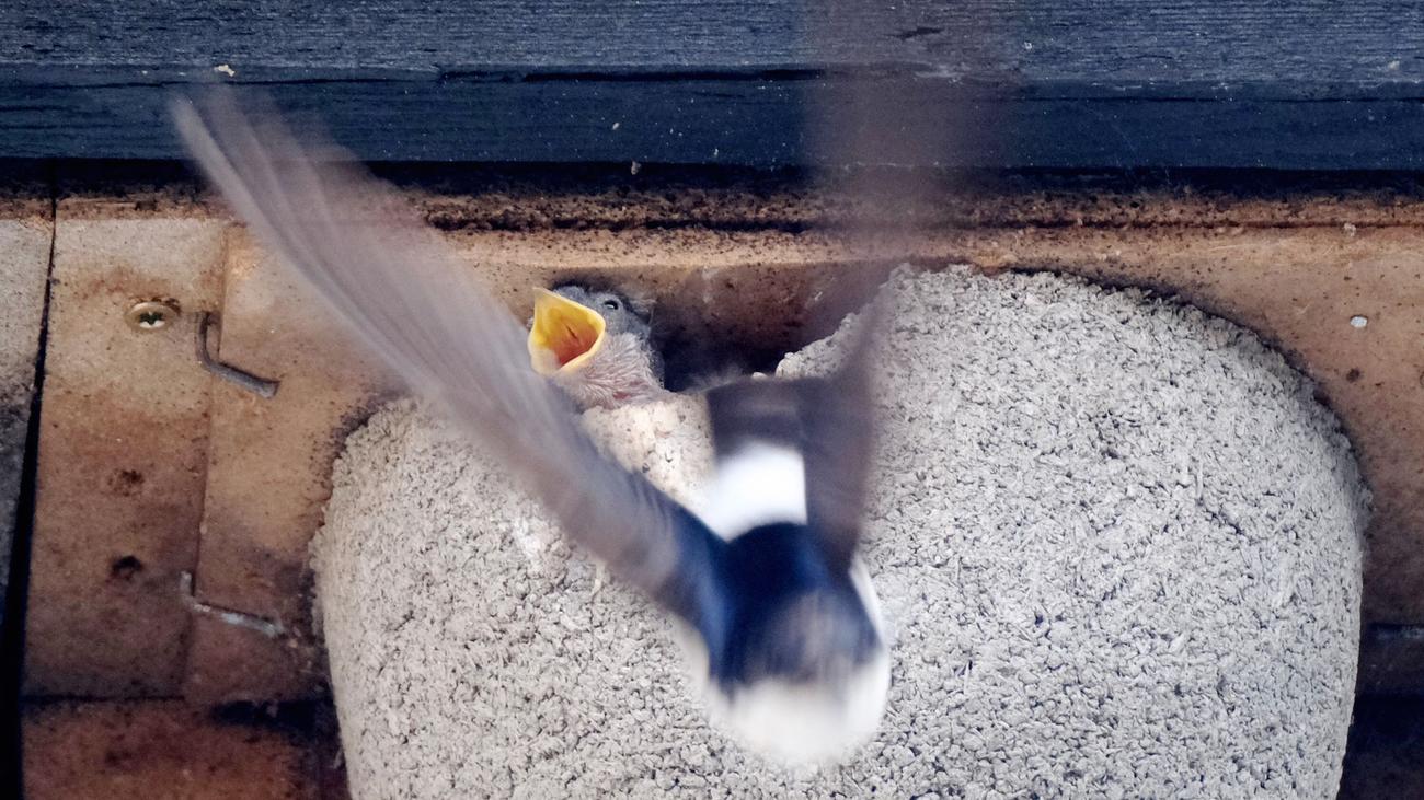 Tiere: Die ersten Schwalben sind in Sachsen zurück