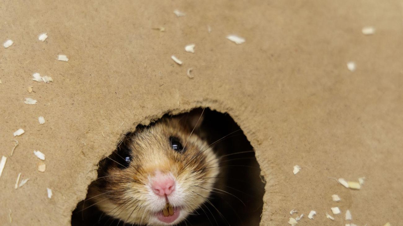Nachzucht-Erfolg: Erster Feldhamster-Nachwuchs des Jahres ist da