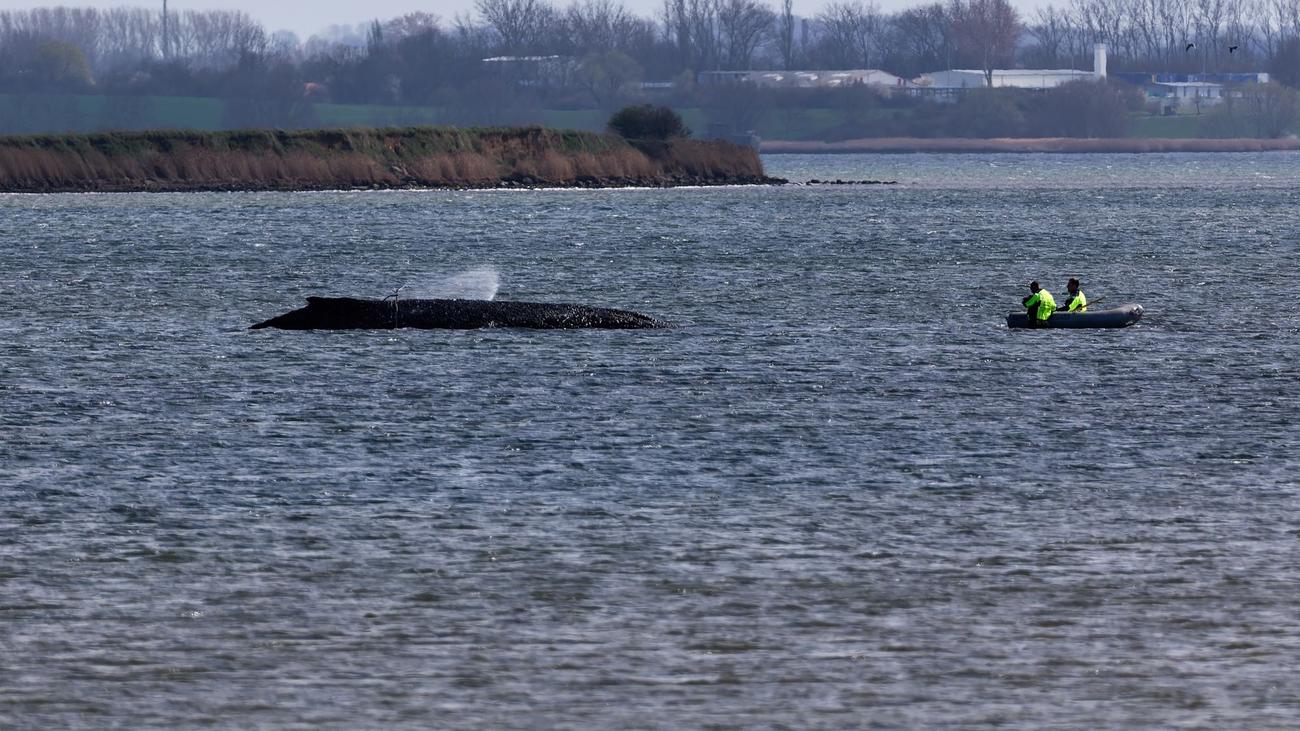 Ostseeküste: Gestrandeter Buckelwal: Lage am Ostersonntag unverändert