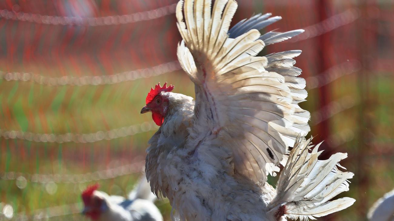 Tiere: Hühnerfund zu Ostern