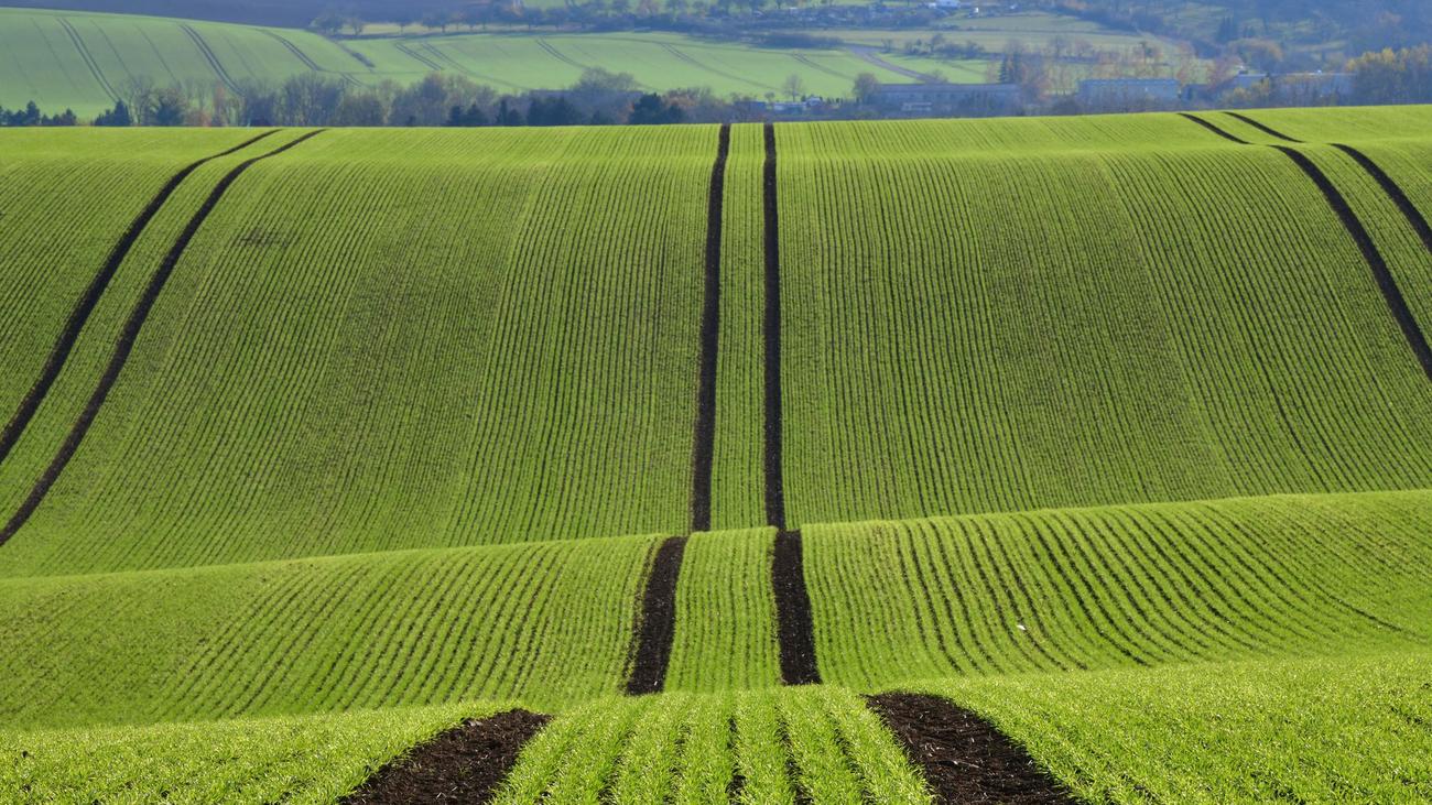 Tiere: Hund mit zugebundener Schnauze ausgesetzt