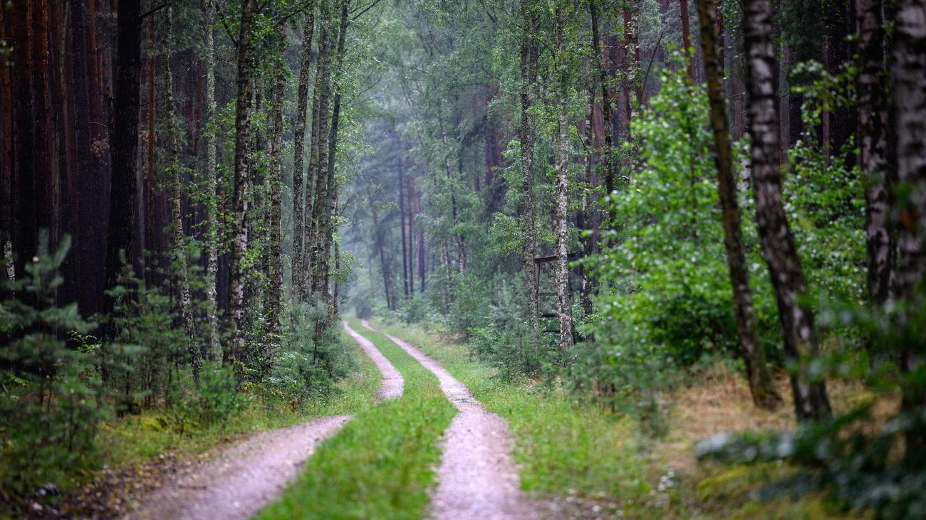 Verhalten im Wald: Landesforsten: Waldbesucher bitte auf den Wegen bleiben