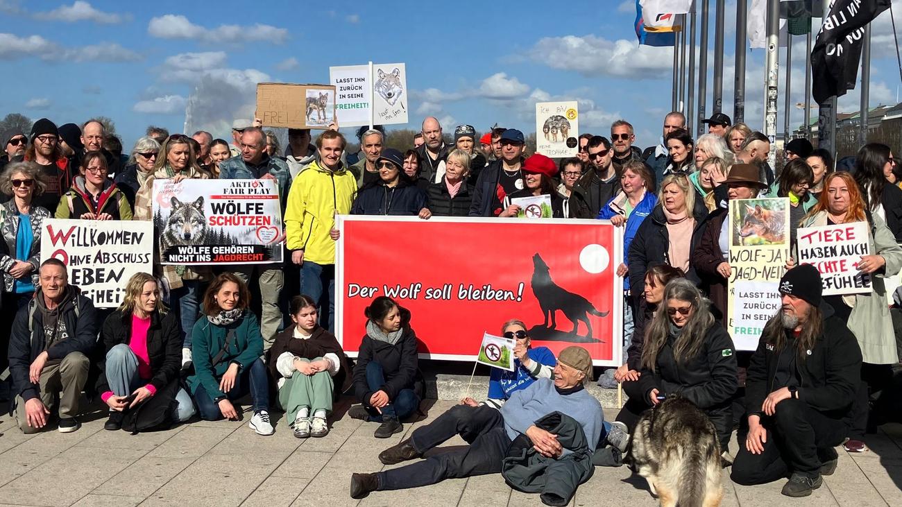 Tier aus Binnenalster gefischt: Nach Attacke in Hamburg - Zukunft des Wolfs weiter ungewiss