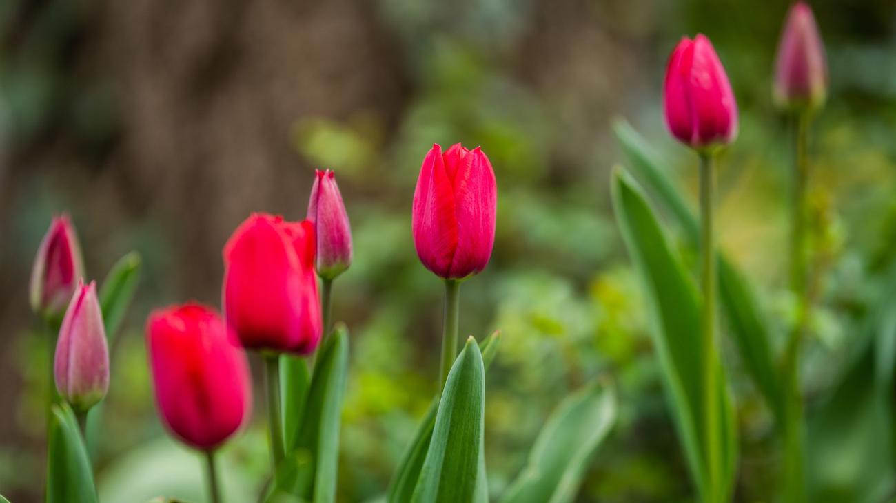 Wetter für die Feiertage: Ostereier können draußen versteckt werden