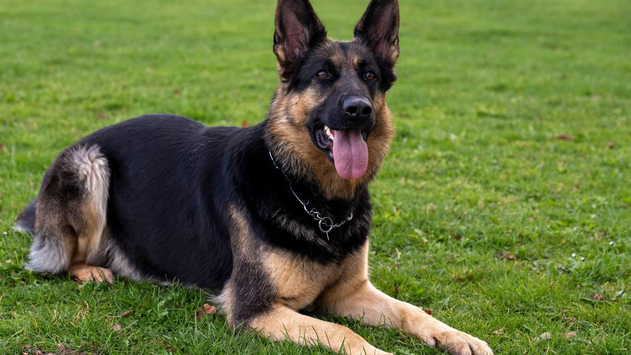 Auf dem Spielplatz: Ausgebüxter Schäferhund beißt Zwölfjährige in den Arm