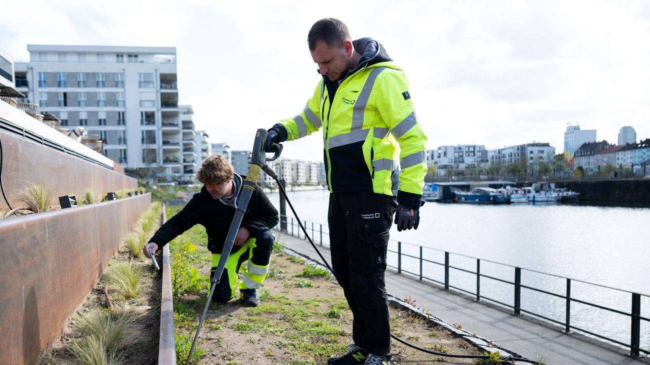 Invasive Art: Brände und Schäden: Mit Wasser gegen die Drüsenameise