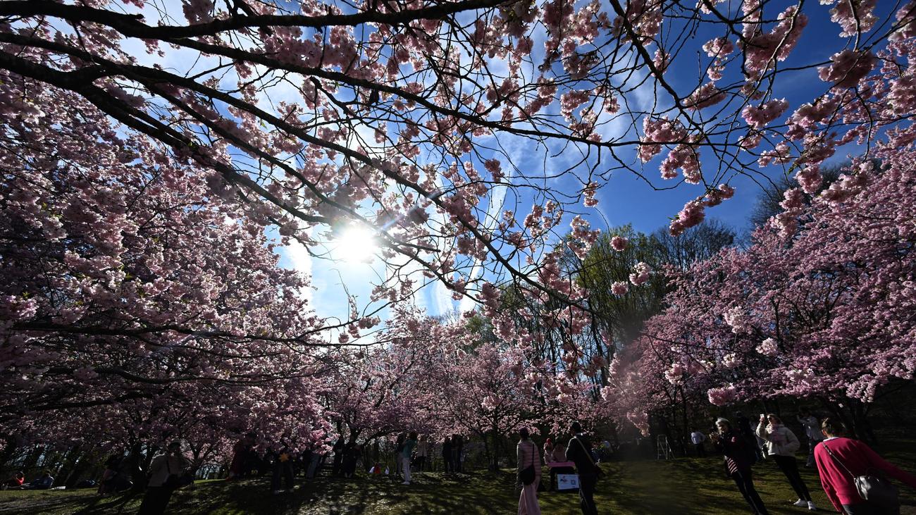 Wetterbericht: Frühling in Sichtweite: Viel Sonne und milde Temperaturen
