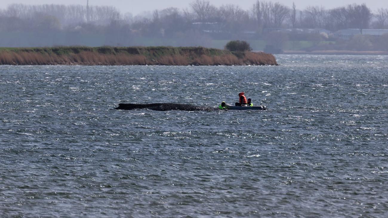 Wal vor Wismar: Gestrandeter Buckelwal atmet weiter