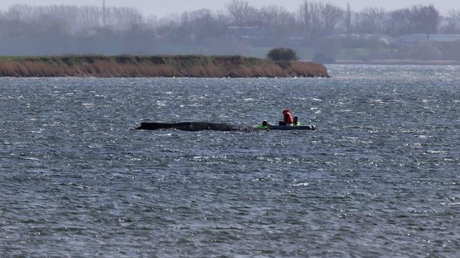 Wal vor Wismar: Auch in der Nacht beobachtete die Polizei den Buckelwal weiter. (Archivbild)