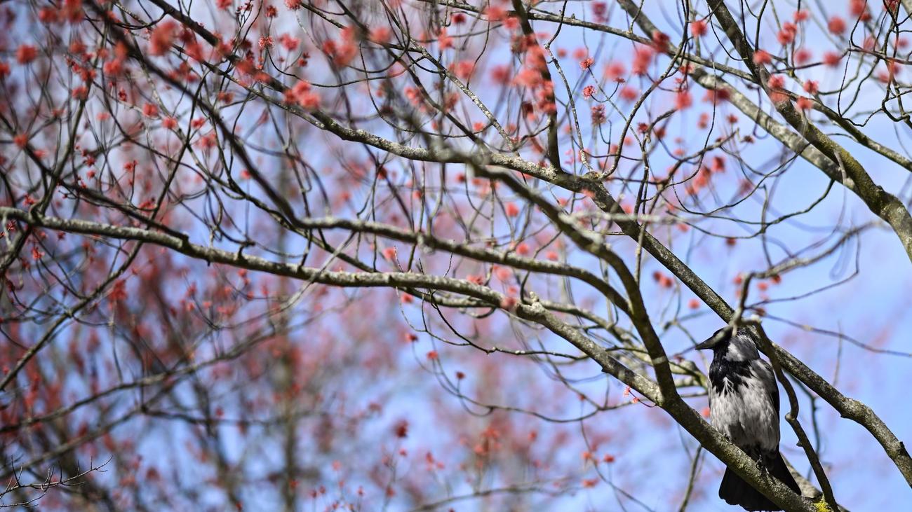 Tiere: Kälte und Vogelgrippe: Wie es Vögeln nach dem Winter geht