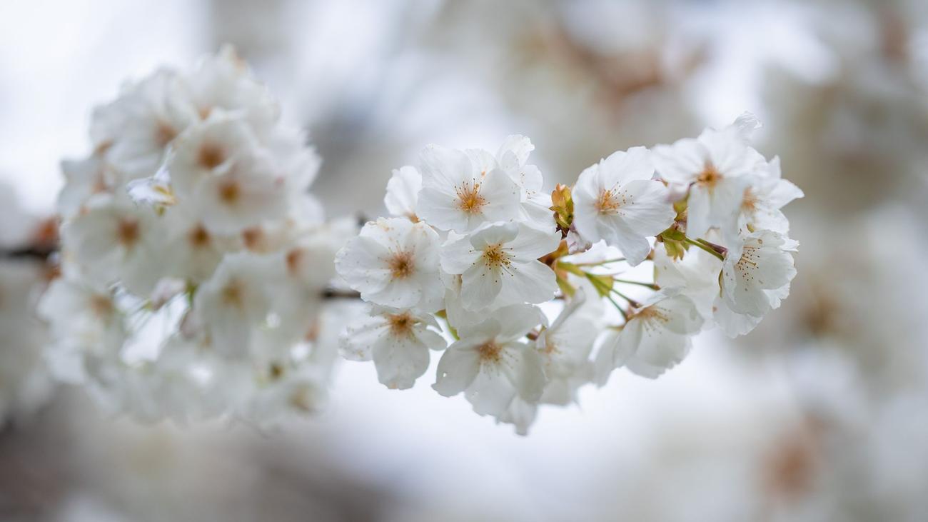 Wetter in Baden-Württemberg: Ostermontag bringt Sonne und bis zu 21 Grad im Südwesten