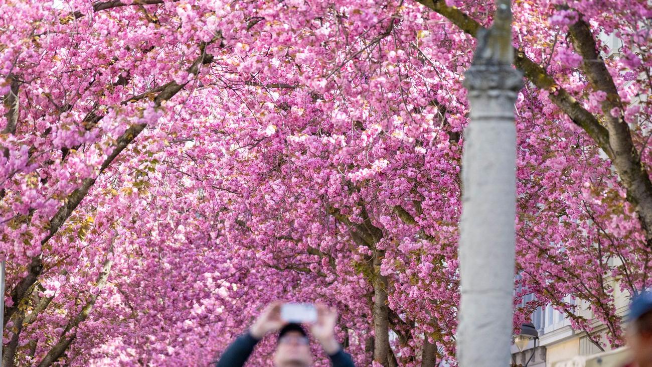 Naturspektakel: Rosa Rausch in Bonn: Kirschblüten-Pracht in der Altstadt