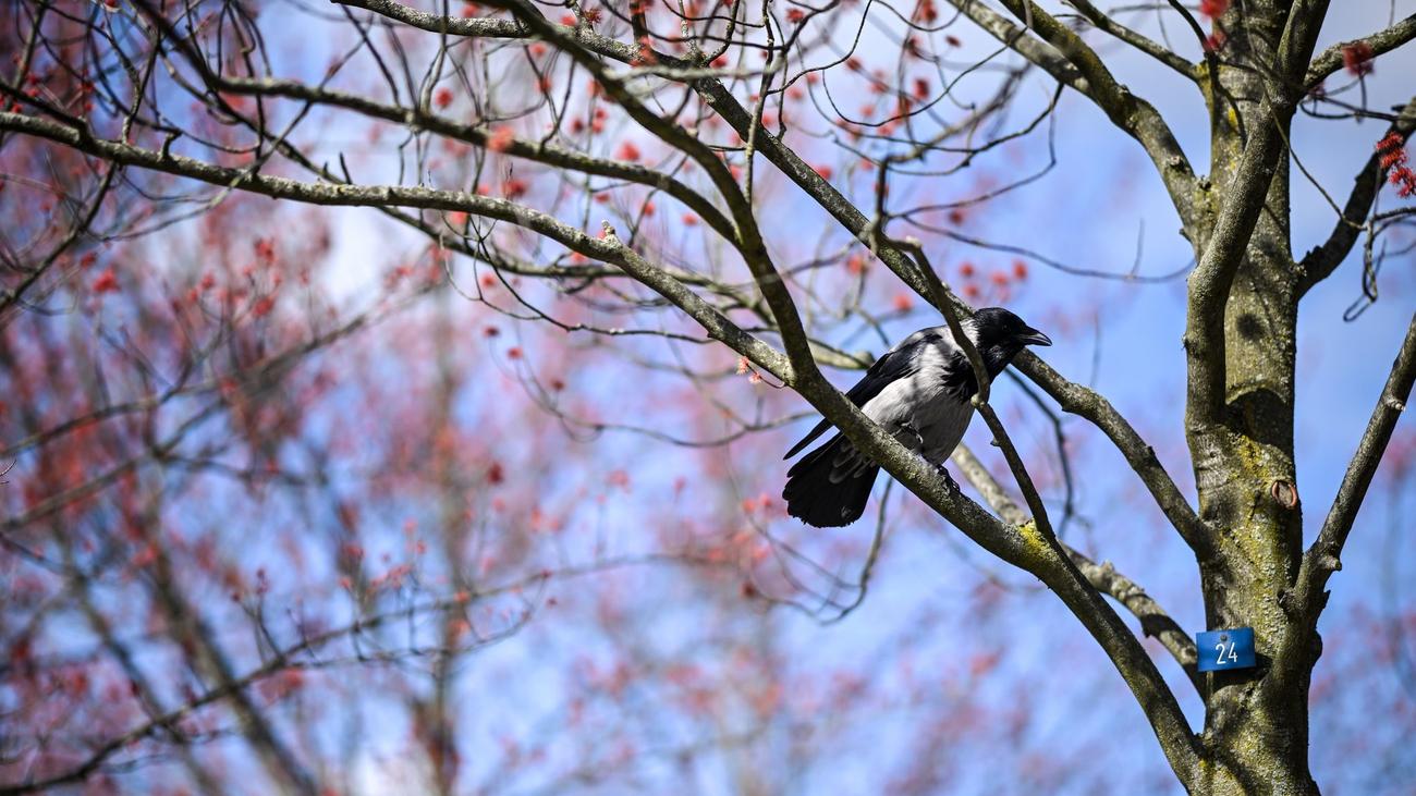 Tiere: Wie es der Vogelwelt nach dem frostigen Winter geht