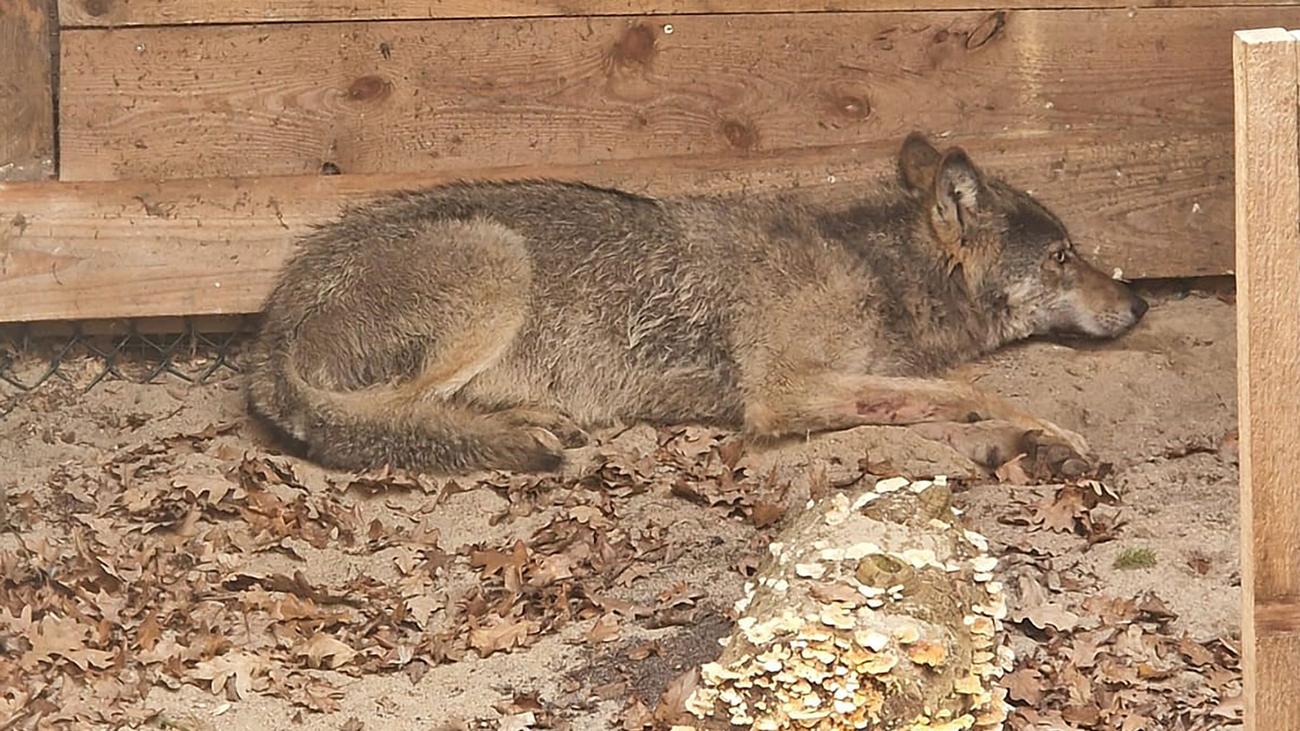 Frau verletzt: Wolf nach Angriff in Hamburg "auf Bewährung" ausgewildert