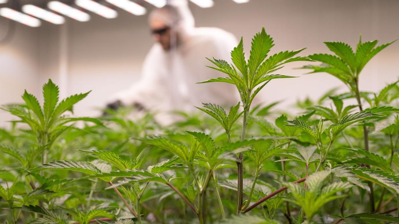 Nach der Teillegalisierung: 30 Cannabis-Anbauvereinigungen in Rheinland-Pfalz