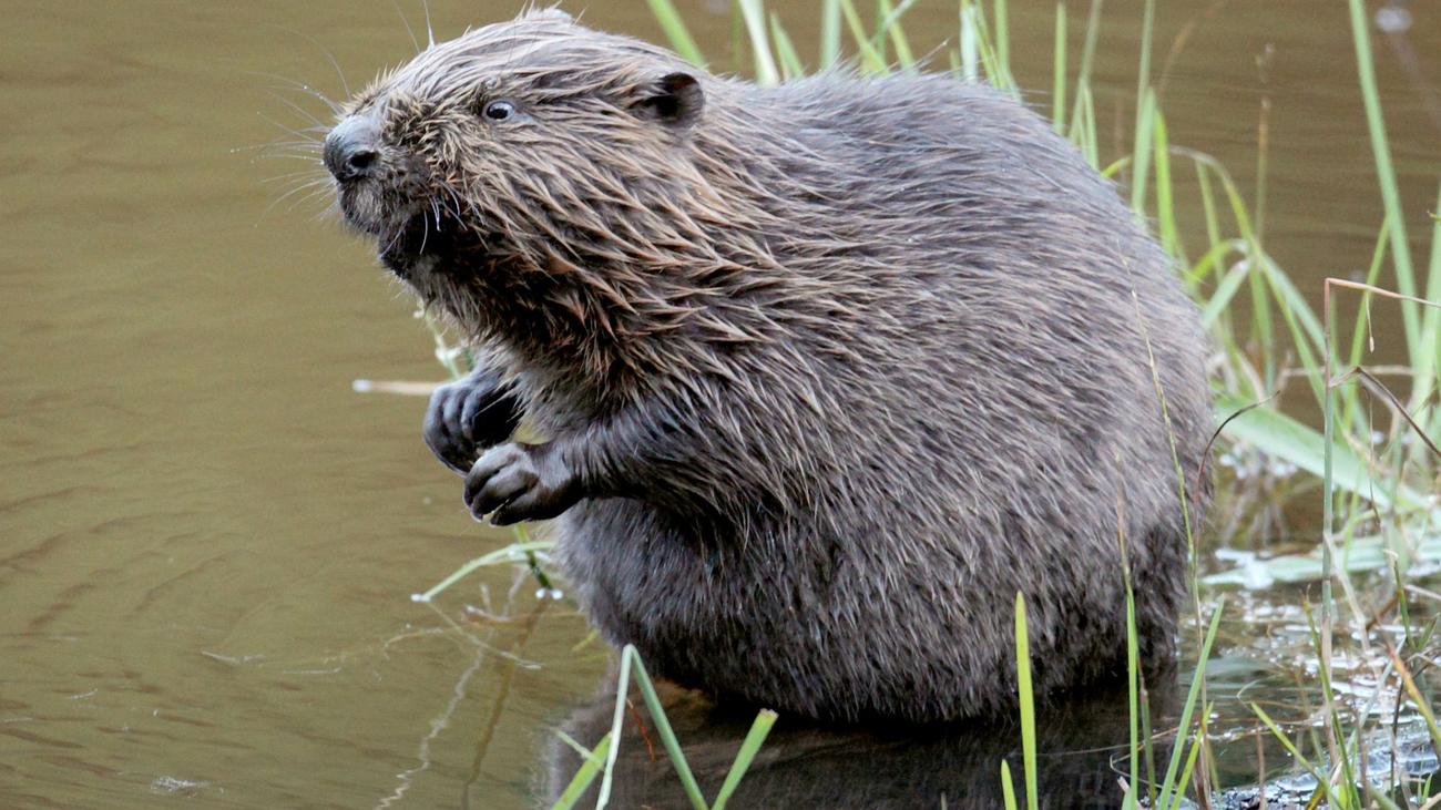 Entschädigung: Biber am Werk? Landwirte bekommen Schadenausgleich vom Land
