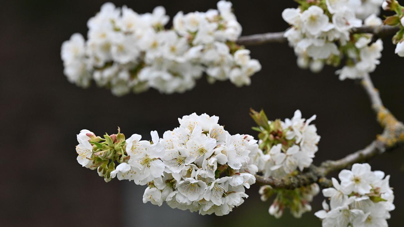 Obstanbau unter Druck: Kirschbauern in Hessen kämpfen mit Kosten und Klimarisiken