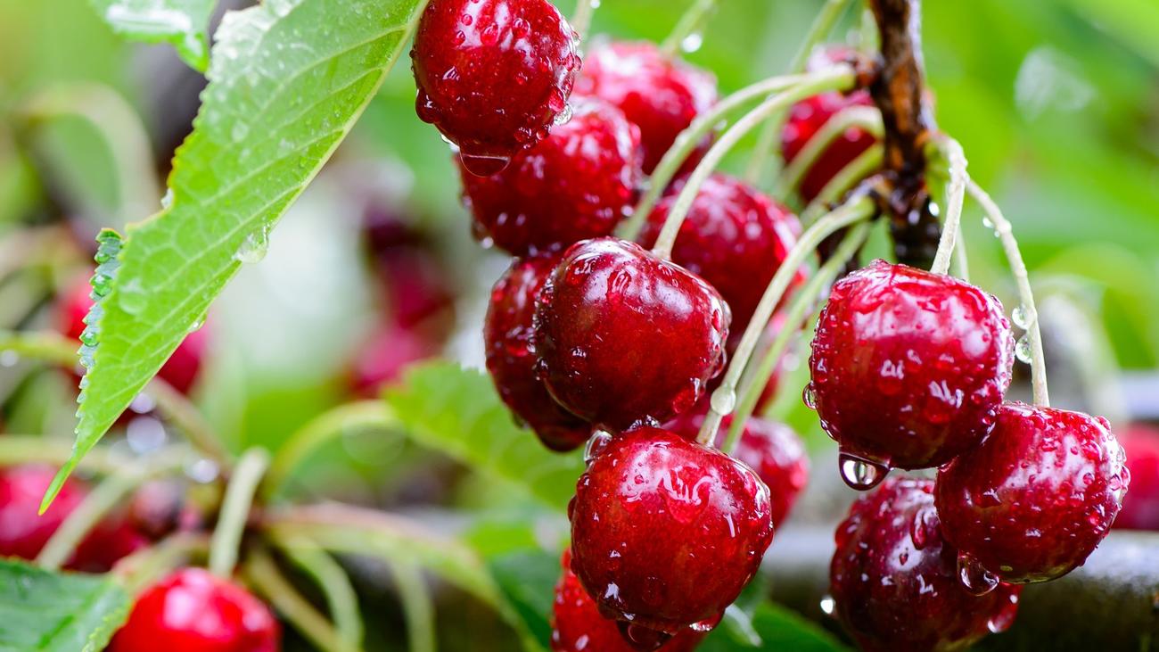 Immer weniger Betriebe: Klimawandel und Kosten: Hessens Kirschbauern unter Druck