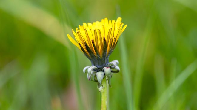 Wetter-Aussichten: In den kommenden Tagen soll es in NRW sonnig werden. (Archivbild)