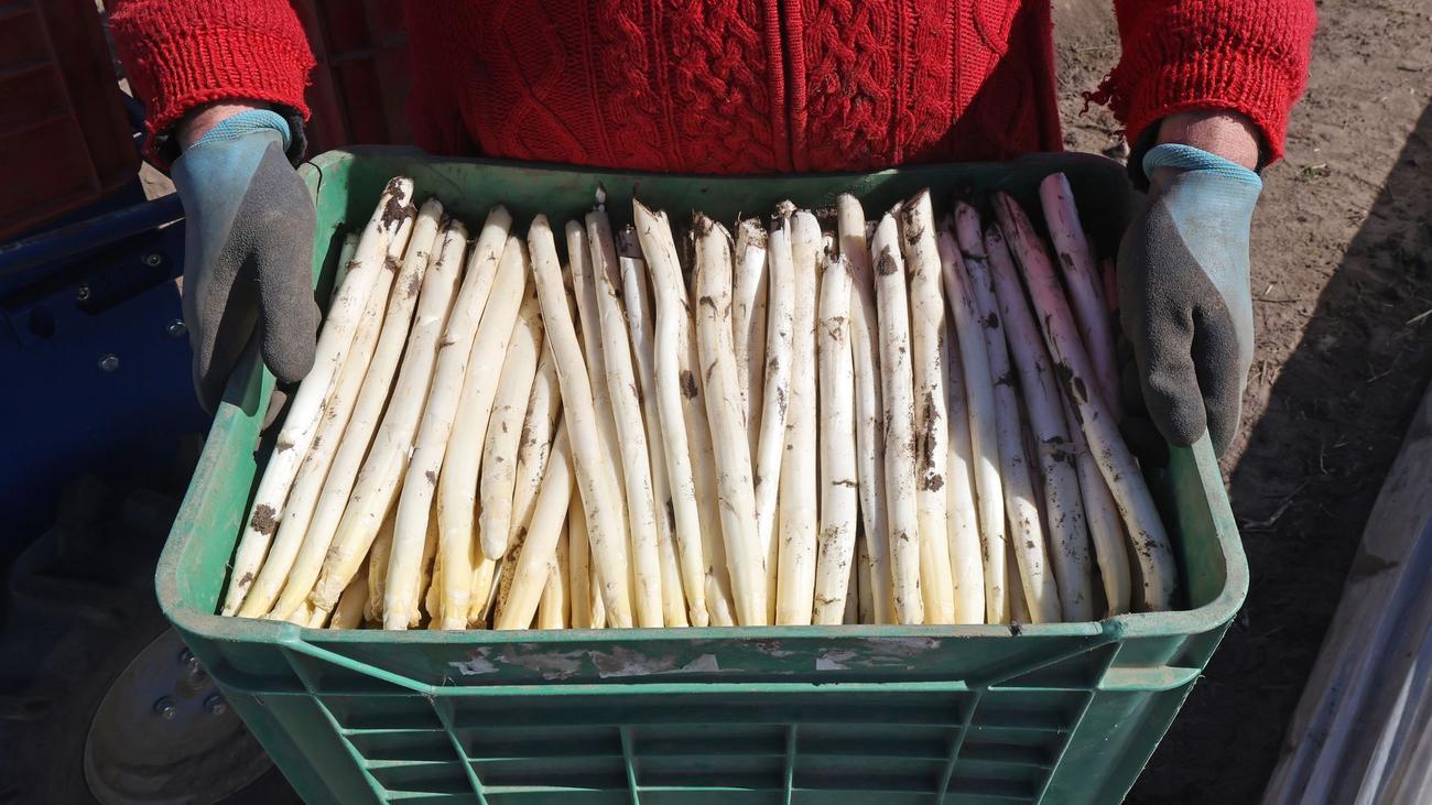 Landwirtschaft: Erste Spargelernte in MV – Saison startet mit Vorfreude