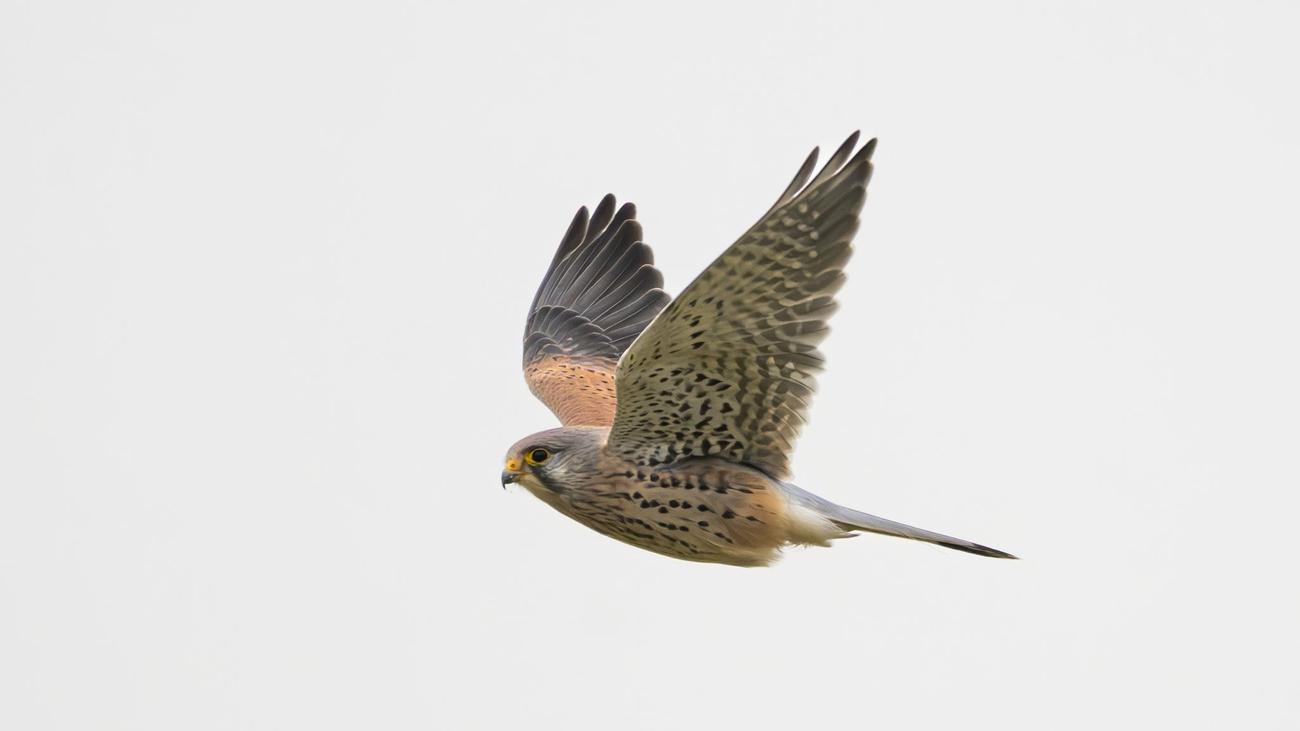 Wildunfall: Falke fliegt durch Transporterfenster und stirbt